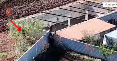 VIDEO/ Goditet “ferma” e kanabisit në Malësi të Madhe, tre të arrestuar