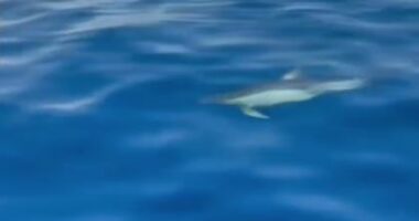 VIDEO/ Delfinët “pushtojnë” brigjet e Himarës, spektakli i rrallë mahnit turistët