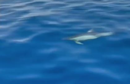 VIDEO/ Delfinët “pushtojnë” brigjet e Himarës, spektakli i rrallë mahnit turistët