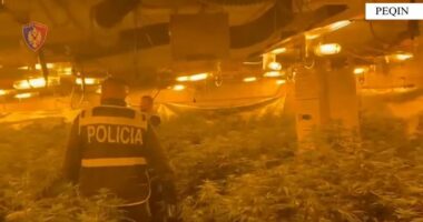 Zbulimi i “shtëpive të barit” në Peqin/ Pezullohen nga detyra shtatë efektivë policie: Nuk përmbushën detyrat funksionale