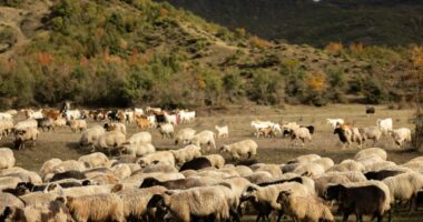 Murtaja e dhenve në Bulqizë/ Konfirmohet në një fermë, asgjësohen 220 dhi