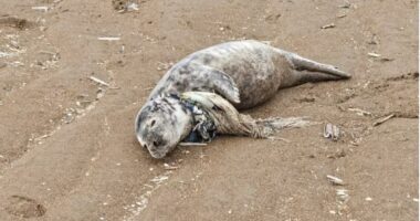 Plastika po “mbyt” dhe  detin: Foka gjendet në agoni me rrip plastik lidhur në qafë