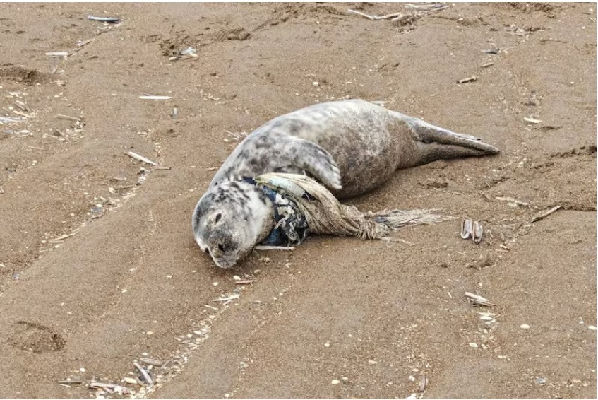 Plastika po “mbyt” dhe  detin: Foka gjendet në agoni me rrip plastik lidhur në qafë