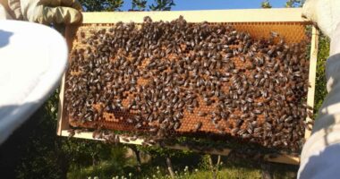 Bletaria, rritet prodhimi dhe kërkesa/ Fier, interes i lartë edhe për nënproduktet e mjaltit