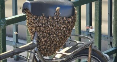 Vizitorët e pazakontë në Paris, rreth 10 mijë bletë “pushtojnë” biçikletën