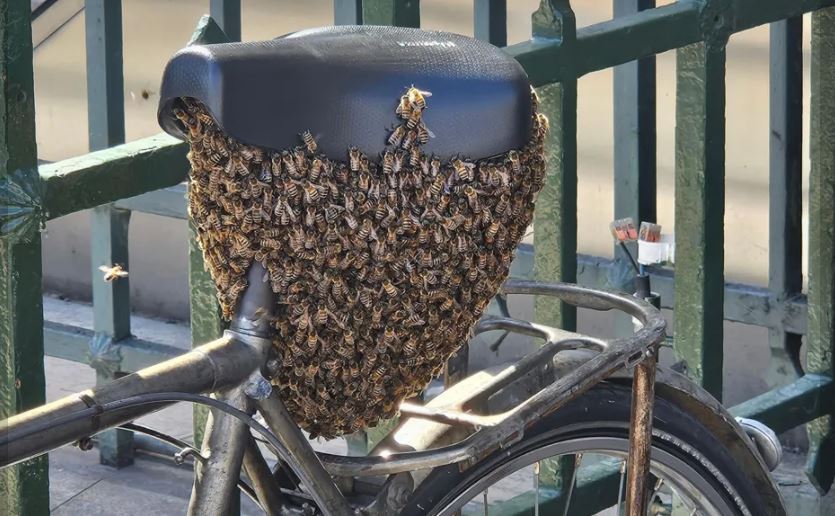 Vizitorët e pazakontë në Paris  rreth 10 mijë bletë  pushtojnë  biçikletën