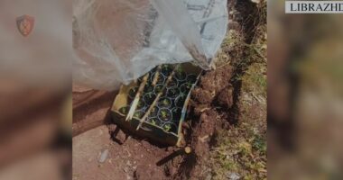 Kishin kultivuar lëndë narkotike në një zonë të pyllëzuar/ Librazhd, arrestohen dy persona