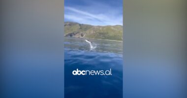 VIDEO/ Spektakël në Karaburun, delfinët mahnitin vizitorët e huaj pranë Gjirit të Bristanit