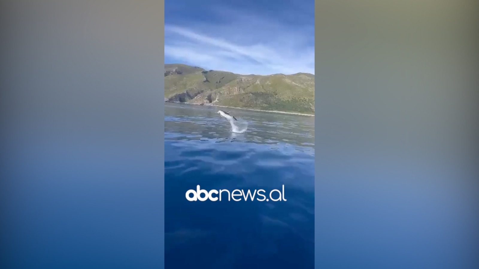VIDEO  Spektakël në Karaburun  delfinët mahnitin vizitorët e huaj pranë Gjirit të Bristanit