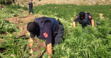 Sezoni i kultivimit të kanabisit/ Policia shton kontrollet…dhe dronët, monitorim nga ajri për drogë