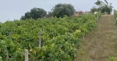 Subvencionet në bujqësi, fluks aplikimesh/ Fermerët në Fier, drejt bashkimit për të përfituar fondet