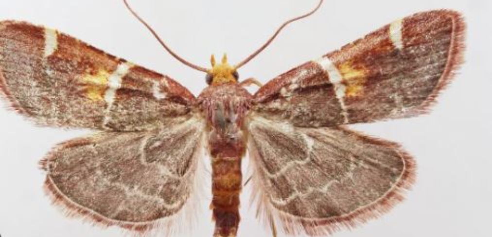  Flutura e Papa Leonit    Pyralis Papaleonei  gjendet vetëm në malet e Kretës