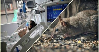 Hantavirusi, konfirmohet një tjetër rast/ 6 persona të prekur nga virusi, tre persona kanë humbur jetën