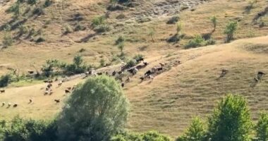 Murtaja, nis dëmshpërblimi për fermat/ Fermerët përfitojnë deri në 27 mijë lekë për krerë, kontrollet vijojnë