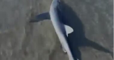 Peshkaqeni i plagosur del në bregun e Lungomares/ Dyshohet se është goditur nga helikat e mjeteve lundruese