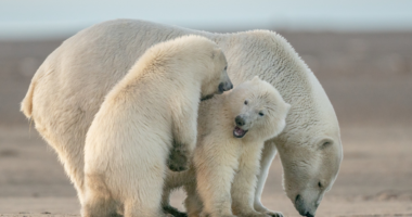 Virusi i gripit të shpendëve, zbulohet për herë të parë te një ari polar në Europë