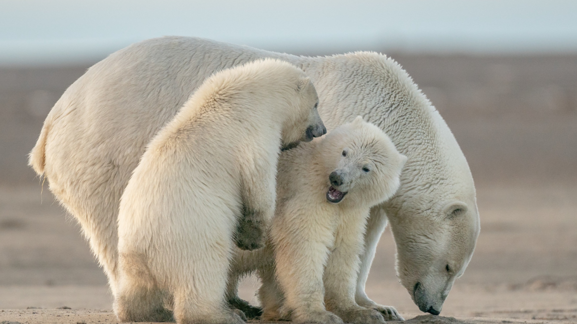 Virusi i gripit të shpendëve  zbulohet për herë të parë te një ari polar në Europë