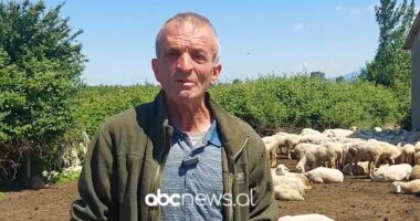 Çobani i bjeshkëve, tradita e blegtorisë/ Rrefehet Isa Doni, kujdeset çdo ditë për 300 krerë dele dhe dhi