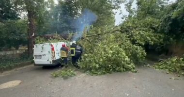 Reshje shiu në Korçë/ Problematika në rrugë, rrëzohet një pemë mbi automjet