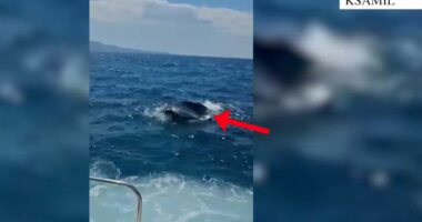 Ksamil/ Rrezikuan të mbyteshin në det, Policia Kufitare shpëton dy turistë ukrainas