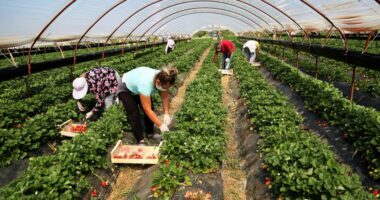 Integrimi, sfidë për bujqësinë/ Qeveria: Fermerët të përgatiten për kërkesa dhe standarde të larta