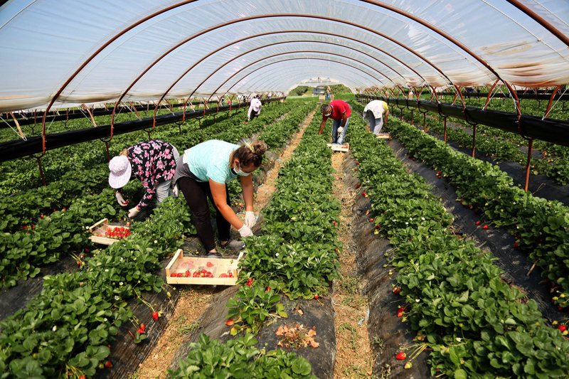 Integrimi, sfidë për bujqësinë/ Qeveria: Fermerët 