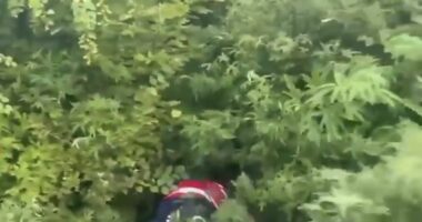 Kultivonin kanabis, pranga dy personave/ Malësi e Madhe, asgjësohen 306 bimë
