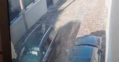 Korçë/ Shtypi qenin me makinë, shoferi shpallet në kërkim nga policia