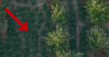 Zbulohen mbi 1800 bimë kanabisi në Kurbin/ Arrestohet 40-vjeçari, një tjetër në kërkim