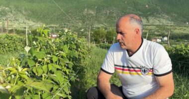 Sfida e kultivimit të mjedrës/ Fermeri në Kukës po investon në një kulturë ende pak të përhapur