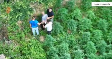 EMRAT/ Goditen dy raste të kultivimit të kanabisit në Shkodër, 2 të arrestuar