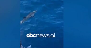 VIDEO/ Spektakël në Karaburun-Sazan, delfinët mahnitin turistët pranë Vlorës