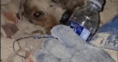 Jeta nën rrënoja/ Momenti kur zjarrfikësit shpëtojnë qenushin në Venezuelë