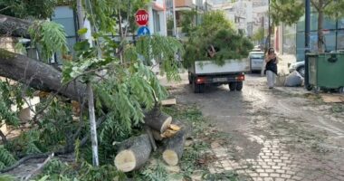 Stuhia e fortë shkul pemët në Sarandë