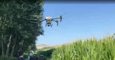 Dronët mbrojnë misrin/ Për herë të parë në Shqipëri, spërkatje nga ajri për kulturat bujqësore