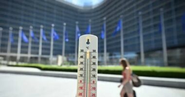 Vdekjet nga vala e të nxehtit u rritën 39 për qind mbi nivelet normale në Belgjikë