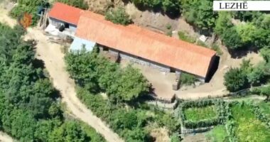 Zbulohen në Lezhë 5 ambiente për kultivimin e kanabisit/ Arrestohen 2 persona, procedohen 4 punonjës së OSHEE