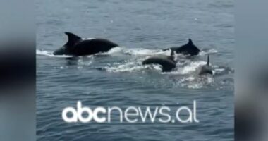 Delfinët ‘guidatorët’ e anijës, dhurojnë spektakël për turistët