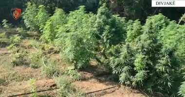 Drogë në tokën shtetërore/ Divjakë, sekuestrohen 44 kilogramë kanabis, tre të proceduar