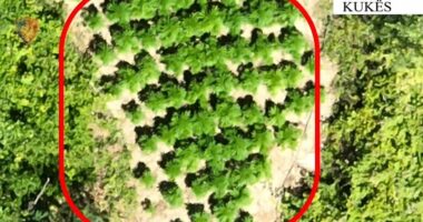 Kukës/ Kultivonin kanabis! Në kërkim babë e bir, procedohen 63-vjeçarja dhe kryeplaku i fshatit