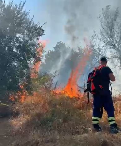 Zjarr në Mallakastër  digjet sipërfaqja me ullishte dhe pemtari