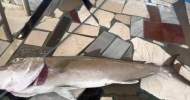 Kapet një peshk “Gof” gjigant pranë Radhimës, peshon rreth 27 kilogramë
