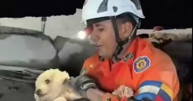 Pamjet virale/ Qenushi shpëtohet nga rrënojat në Venezuelë, ja reagimi i tij