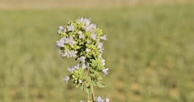 Rigoni, kultura që po fiton terren/Fermerët e Dumresë orientohen drejt bimëve aromatike më fitimprurëse