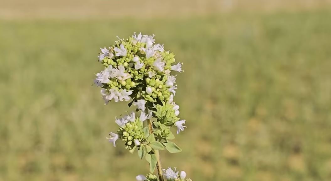 Rigoni  kultura që po fiton terren Fermerët e Dumresë orientohen drejt bimëve aromatike më fitimprurëse