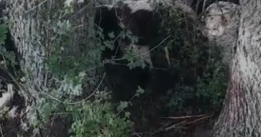 Maliq/ 30 krerë bagëti të imëta goditen nga rrufeja në malin e Nikollarës