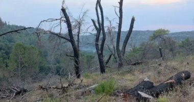 Vatër zjarri në kodrat e Peshtanit, zjarrfikësit në vendngjarje