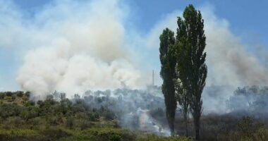 Zjarr në një ullishte pranë fshatit Drizë në Fier, flakët favorizohen nga era e fortë