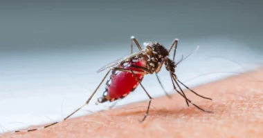 Virusi i Nilit Perëndimor në Maqedoninë e Veriut, 6 viktima