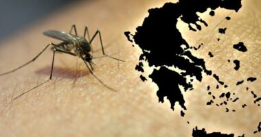Greqi, shpërthen “Nili”/ 6 vdekje nga virusi, regjistrohen 65 persona të prekur